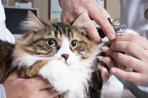 воспитывать кота 3