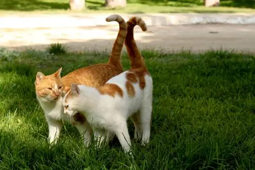 влюбленные кошки 3