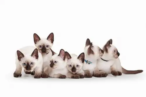 Сиамская кошка, голубоглазая красавица Сиамская кошка, голубоглазая красавица