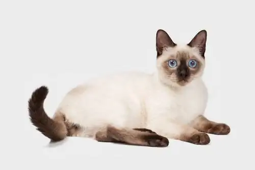 сиамская кошка 2 сиамская кошка 2