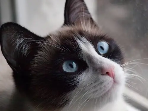 сиамская кошка сиамская кошка