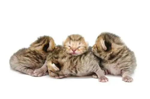 Уход и кормление недоношенных котят Уход и кормление недоношенных котят
