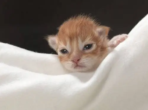 кошачье одеяло кошачье одеяло