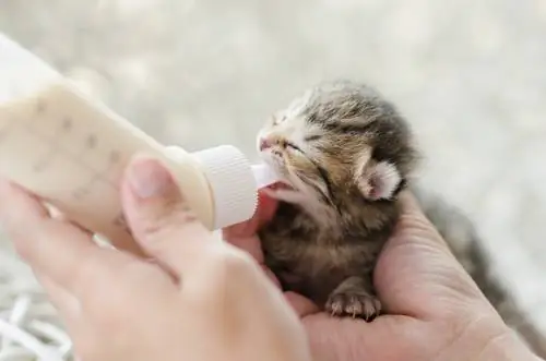 бутылочка для котенка бутылочка для котенка