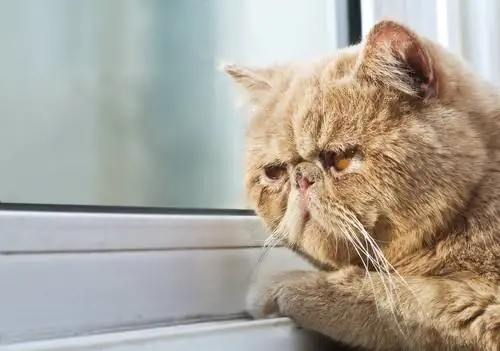 возраст вашей кошки 3 возраст вашей кошки 3