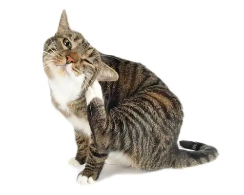 Аллергия у кошек Аллергия у кошек