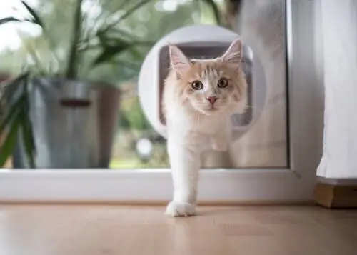 Классификация кошачьих дверей. Классификация кошачьих дверей.