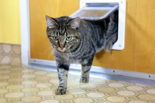 Виды кошачьих дверей. Виды кошачьих дверей.