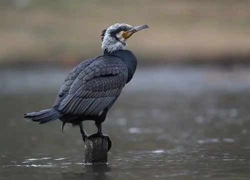 баклан в луже