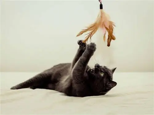 кошки
