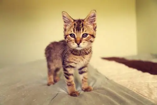 Кошачьи ногти. Что с ними делать?