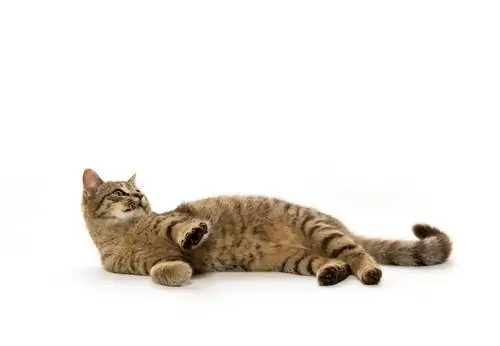 Shutterstock_224049466