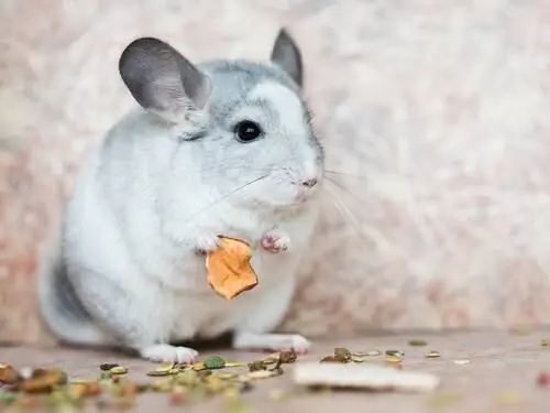 думаю для шиншилл
