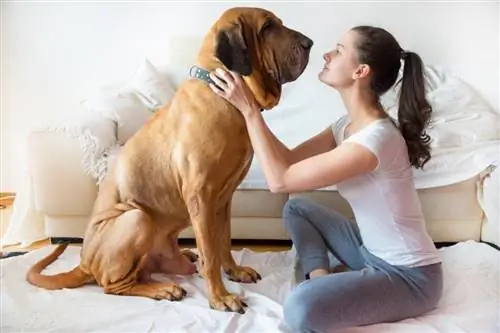 20 распространенных вещей, которые могут убить вашу собаку