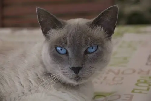 кошачьи глаза 2 кошачьи глаза 2