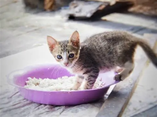 Кошка играет с миской риса.