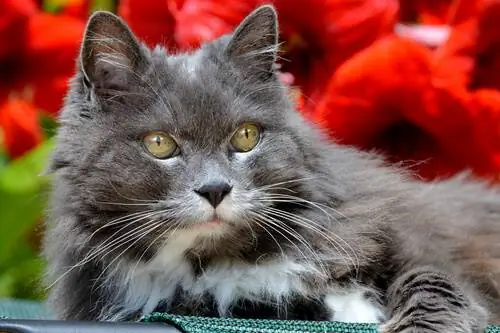 взрослая кошка