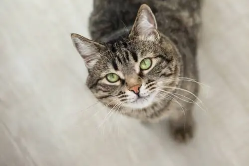 кошачий взгляд кошачий взгляд