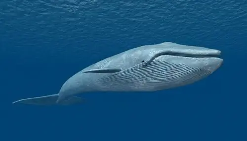 синий кит в море