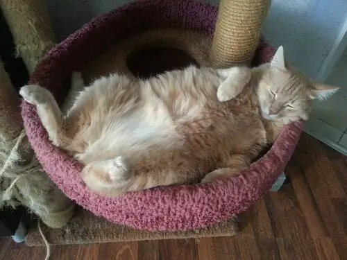храпящий кот храпящий кот