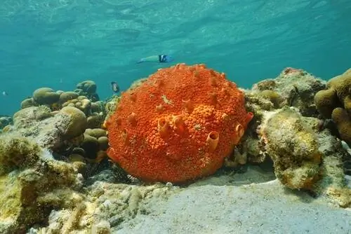 Морские губки: размножение Морские губки: размножение