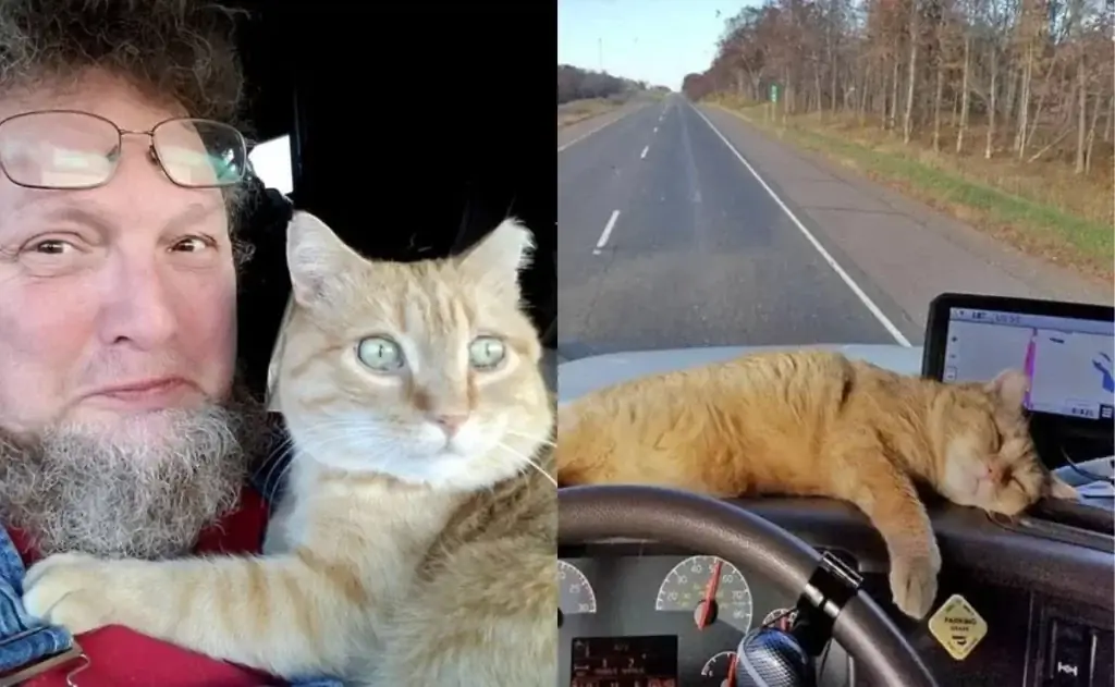 Кошачий попутчик! Дальнобойщик усыновил котенка и теперь является его любимым штурманом Кошачий попутчик! Дальнобойщик усыновил котенка и теперь является его любимым штурманом