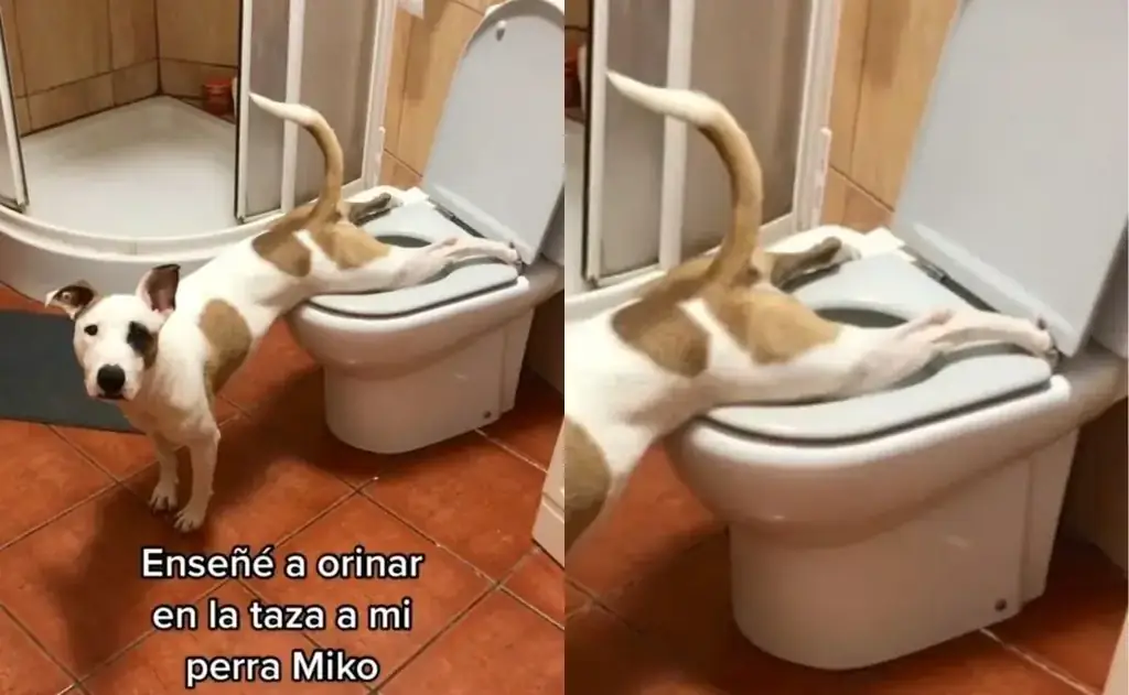 Собака заразилась в туалете