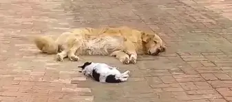Опустошенный щенок