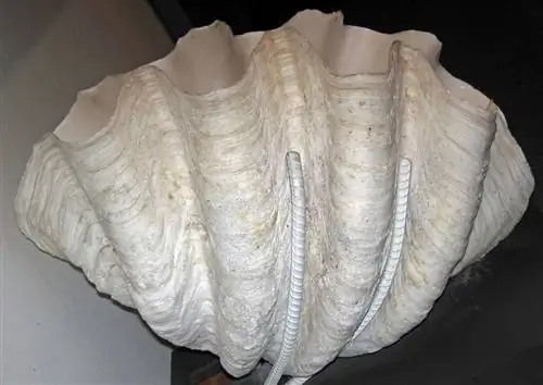 Раковина гигантского моллюска, вид сбоку