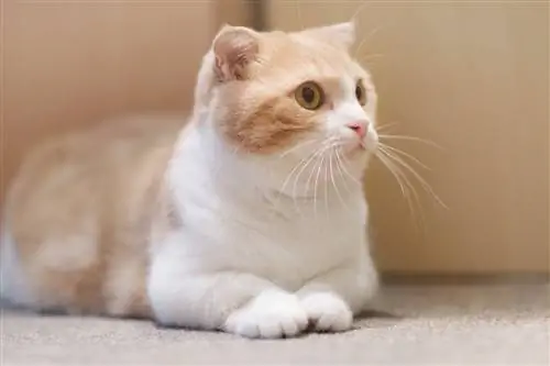 Самые странные кошки: Манчкин Самые странные кошки: Манчкин