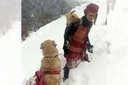 11-летняя девочка и ее собака по кличке Томи несли коз по снегу. 11-летняя девочка и ее собака по кличке Томи несли коз по снегу.