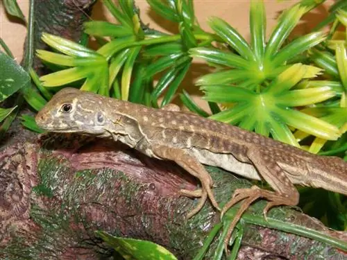 5 любопытных фактов о ящерице Leiolepis ngovantrii 5 любопытных фактов о ящерице Leiolepis ngovantrii