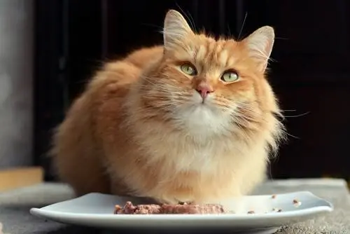 Кошка перед миской с едой. Кошка перед миской с едой.