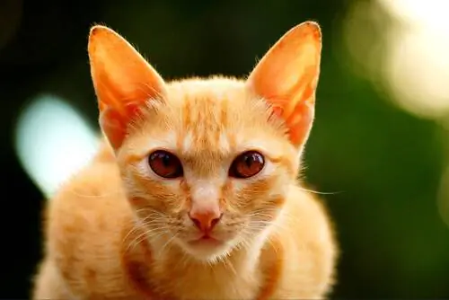оранжевый кот оранжевый кот