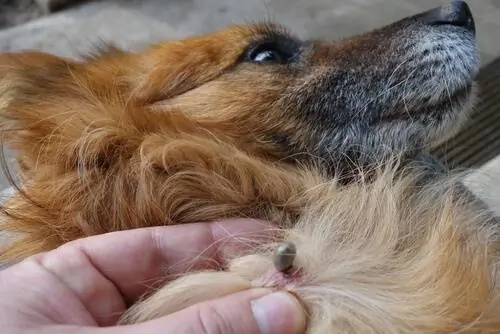 Удалить клещей у собаки Удалить клещей у собаки