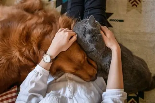Пример сосуществования собак и кошек. Пример сосуществования собак и кошек.