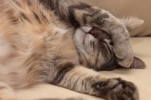 помогает кошкам 2