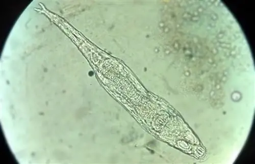 Bdelloidea: микроорганизм 24000-летней давности вернулся к жизни Bdelloidea: микроорганизм 24000-летней давности вернулся к жизни