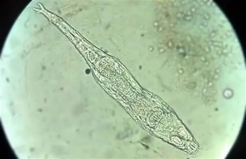 Bdelloidea: микроорганизм 24000-летней давности вернулся к жизни