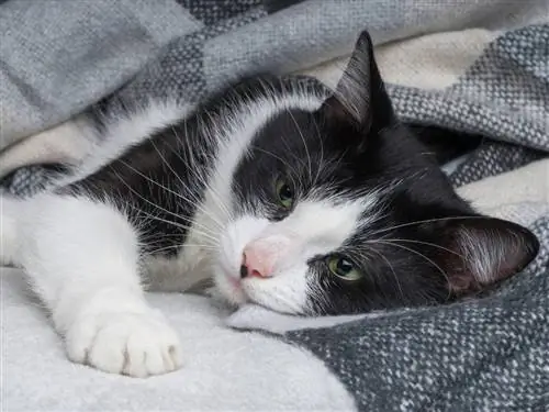 Взгляд больного кота. Взгляд больного кота.
