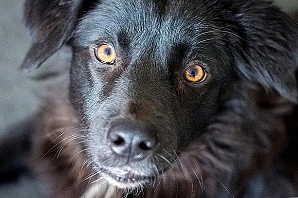 Согласно отчету Banfield Pet Hospital, 37% наших собак имеют избыточный вес, а другие заболевания, такие как диабет, артрит, заболевания щитовидной железы и почек, и даже блох заражения повышаются. Частично это может быть связано с тем, что количество посещений ветеринарами снизилось на 21% для собак. Согласно отчету Banfield Pet Hospital, 37% наших собак имеют избыточный вес, а другие заболевания, такие как диабет, артрит, заболевания щитовидной железы и почек, и даже блох заражения повышаются. Частично это может быть связано с тем, что количество посещений ветеринарами снизилось на 21% для собак.