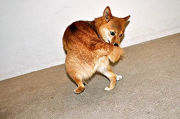 Источник изображения: @TaroTheShibaInu через Flickr