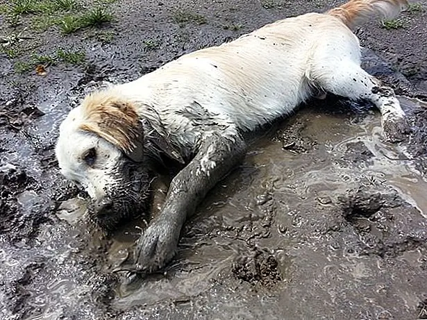 Спросите ветеринара: может ли моя собака дать мне червей?