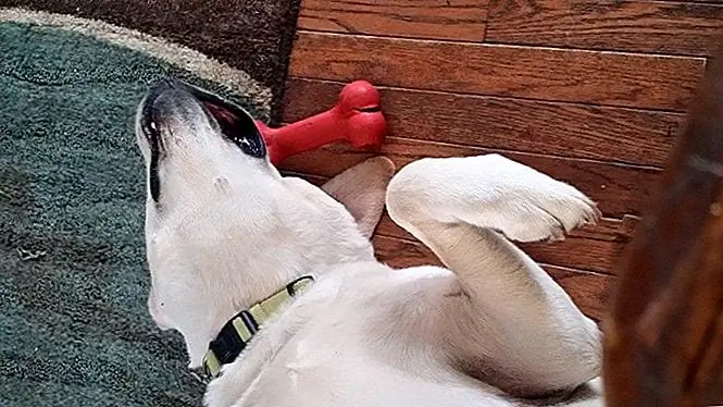 Спросите ветеринара: вреден ли Trifexis для собак?