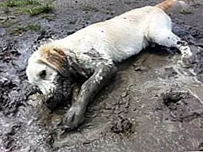 У некоторых кишечных паразитов существует зоонозный (заболевание, которое разделяют домашние животные и люди). Это НЕ та область, где следует экономить деньги, поэтому, когда ваш ветеринар предполагает, что вам нужен dewormer, это, вероятно, хорошая идея для безопасности вашего питомца и вашей человеческой семьи.