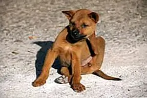 Если вы не можете позволить себе рецептурные продукты, есть более новые безрецептурные продукты, которых будет достаточно. Поскольку домашние животные вряд ли умрут от заражения блохами, за исключением случаев, когда они очень тяжелые, в этой области вы можете выбрать более дешевые продукты, понимая, что вы, вероятно, жертвуете своей эффективностью. Неприобретение какого-либо покрытия от блох вообще не должно быть вариантом для комфорта вашего питомца и предотвращения заражения вашего дома, но пропуск его или экономия на нем вряд ли убьет вашего питомца. Это может вызвать у вас дискомфорт и неудобства, но только в редких случаях блохами будут жизнь или смерть.