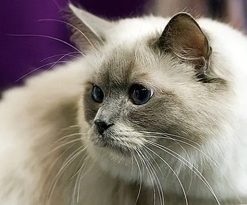 Как правильно выбрать корпус для кошек