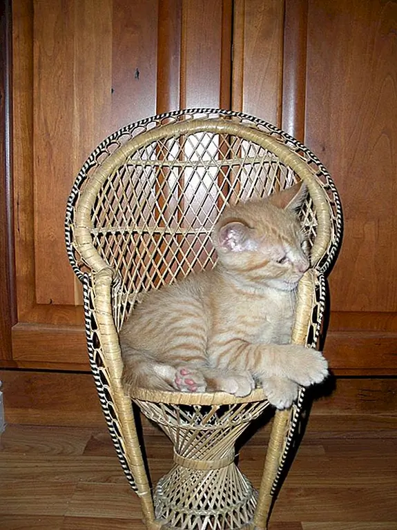 Мой кот прошел FIV Позитив! Что я должен делать?