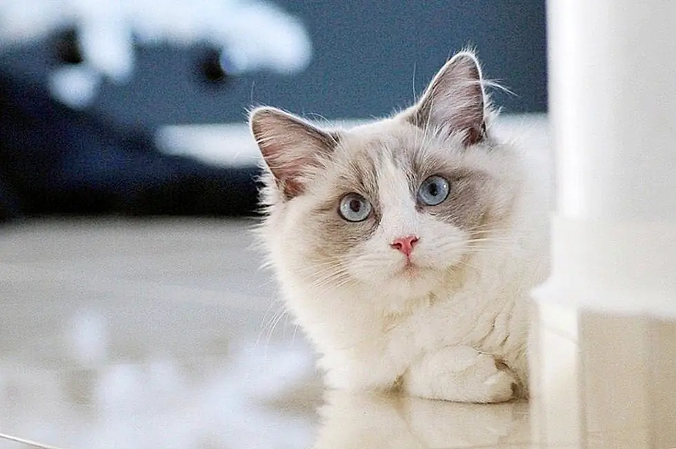 Ragdoll Cat Факты о породе, фотографии и советы по уходу