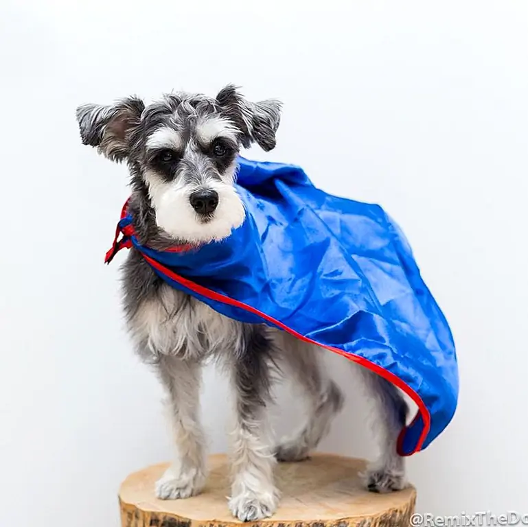 Источник изображения: Remix the Dog / Facebook Источник изображения: Remix the Dog / Facebook